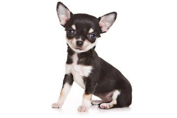 Chihuahua puppy on white background - obrazy, fototapety, plakaty
