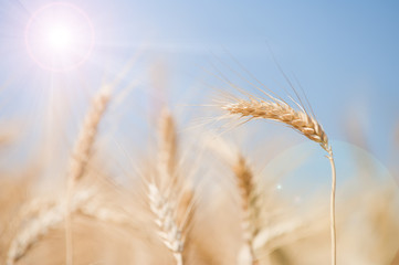 Field of wheat with reflection of sun