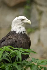 Foto op Plexiglas The American Bald Eagle.  The national bird of the USA. © Jeremy Wee