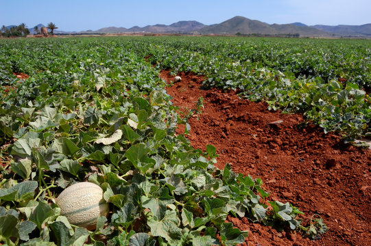 Farm fields, melons plantation