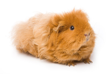 Fototapeta premium Guinea pig on white background