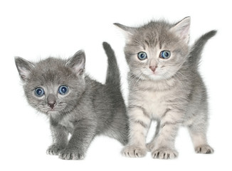 kittens.