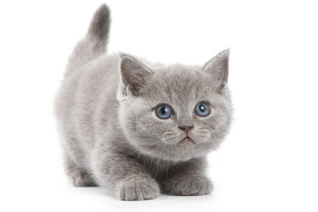 British kitten on white background - obrazy, fototapety, plakaty