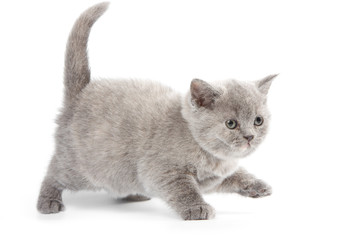 British kitten on white background