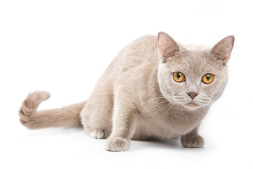 British kitten on white background