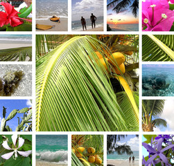 Tropical Collage