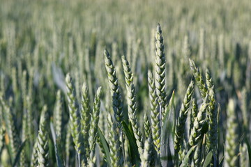 wheat ears in summer field