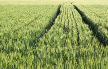 track in summer weat field