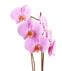 Closeup of a pink Phalaenopsis orchid flowers
