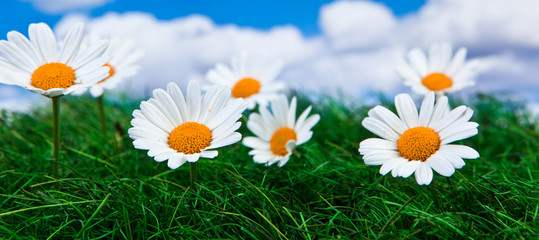 Blumenwiese © Heino Pattschull