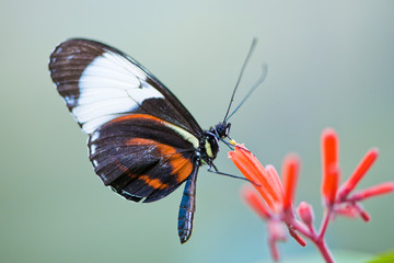 Fototapeta na wymiar golden helicon butterfly
