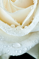 Fototapeta premium rose