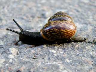 Snail
