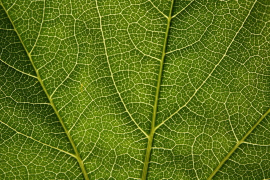 MGr&uuml;n02