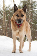 Attentively looking dog
