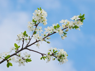 apple tree flowers