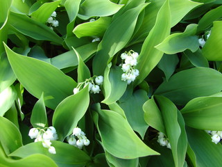 muguet