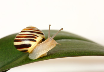 Grove snail on green leaf