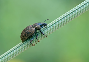 Barynotus obscurus