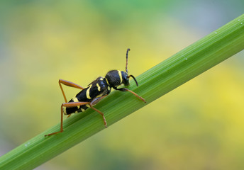 Gemeiner Widderbock