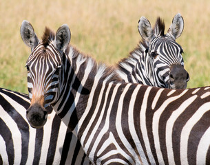 Fototapeta na wymiar two zebras, masai mara, kenya