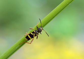 Widderbock