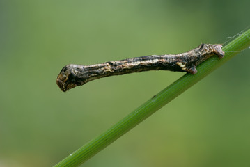 Ectropis crepuscularia II