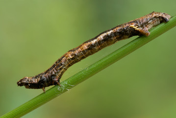 Ectropis crepuscularia
