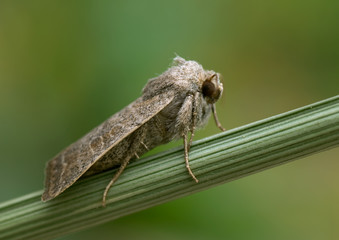 Eule