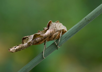 Achateule