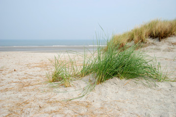 Dune grass at the beach by Ameland
