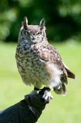 African eagle owl at a demonstration