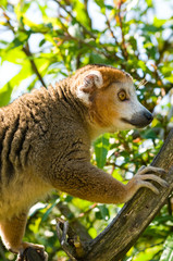 Fototapeta premium Monkey at a tree