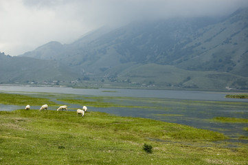Obraz premium grazing