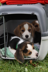 Beagle-Welpen mit Transportbox