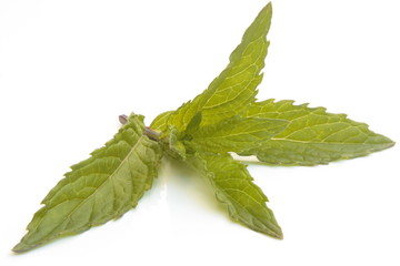 mint leaves