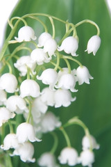 Flowers and leaves of a lily of the valley close up.