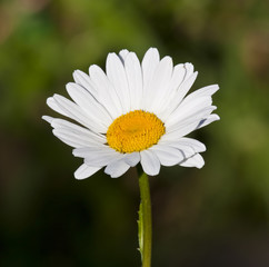 Fototapeta premium close up of daisy