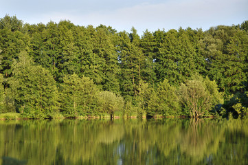Trees Reflecting in the Lake