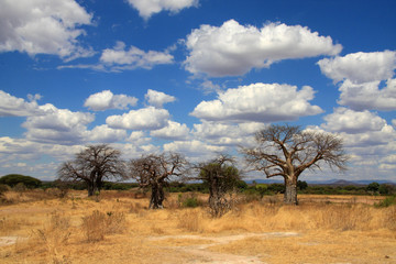 Baobab trees in savanna