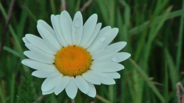 Fleurs et perles d'eau