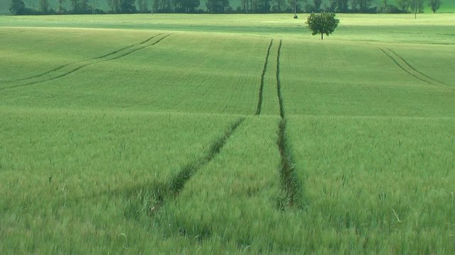 L'arbre isol&eacute;