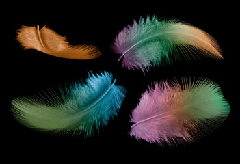 Obraz premium four colorful feathers