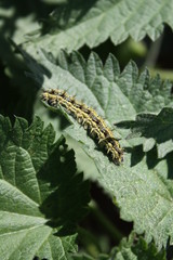 Raupe