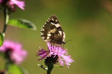 farfalla