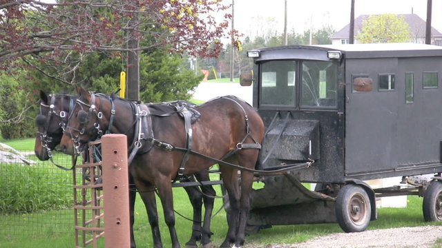 footage mennonite/amish horse and buggy