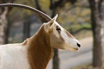 Fototapeta premium animale