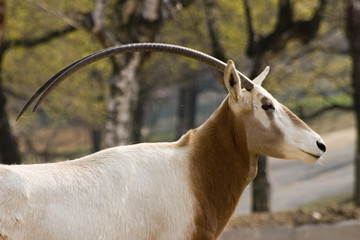animale