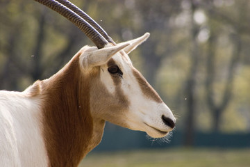animale