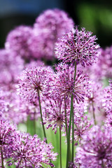 Close up of the flowers of some Chives